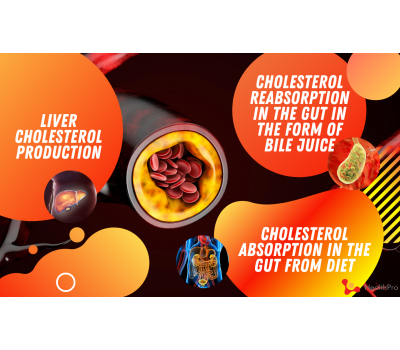 Fight High Cholesterol Levels at the Root Causes